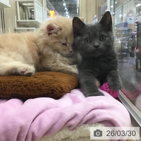 茨城県のサイベリアン (ペットプラス つくば店/2026年1月22日生まれ/男の子/クリームタビー)の子猫の4枚目の画像