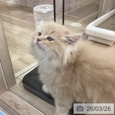 茨城県のサイベリアン (ペットプラス つくば店/2026年1月22日生まれ/男の子/クリームタビー)の子猫の3枚目の画像