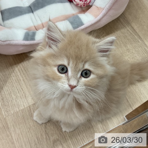 神奈川県のサイベリアン (ペットプラス モザイクモール港北店/2026年1月22日生まれ/女の子/クリームタビー)の子猫の3枚目の画像