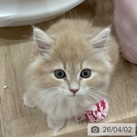 神奈川県のサイベリアン (ペットプラス モザイクモール港北店/2026年1月22日生まれ/女の子/クリームタビー)の子猫の3枚目の画像