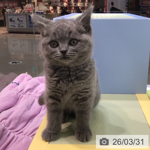 熊本県のブリティッシュショートヘアー (ペットプラス 熊本店/2026年1月23日生まれ/女の子/ブルー)の子猫の3枚目の画像