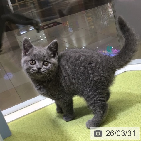 熊本県のブリティッシュショートヘアー (ペットプラス 熊本店/2026年1月23日生まれ/女の子/ブルー)の子猫の3枚目の画像