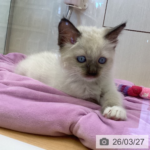 ラグドールの写真