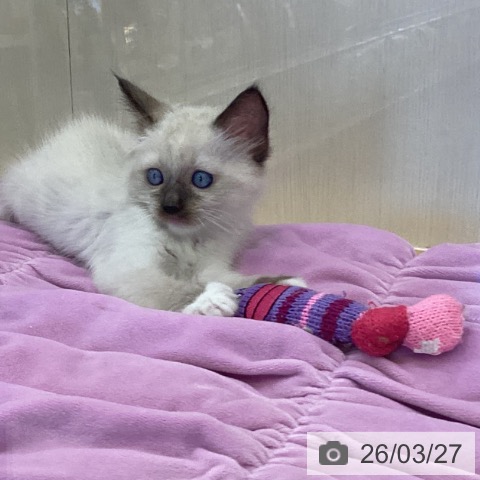 ラグドールの写真