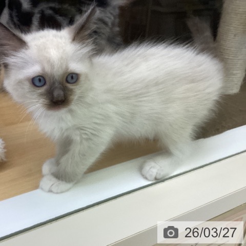 ラグドールの写真