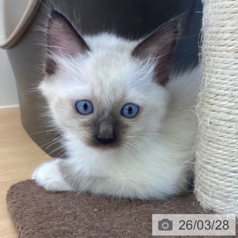 香川県のラグドール (ペットプラス 高松店/2026年1月23日生まれ/男の子/シールポイントミテッド)の子猫の3枚目の画像