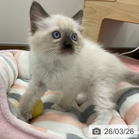 ラグドールの写真