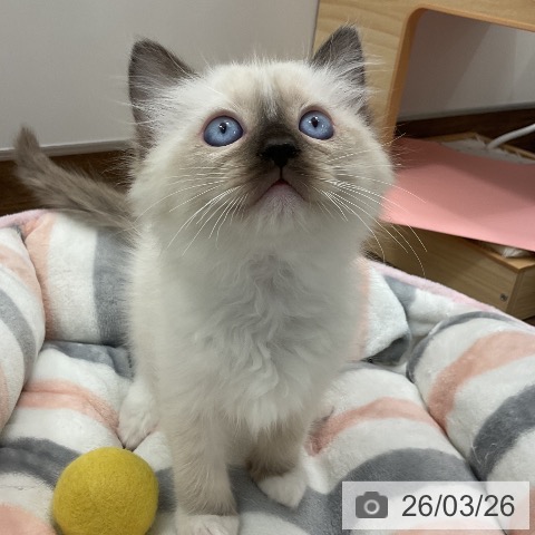 ラグドールの写真