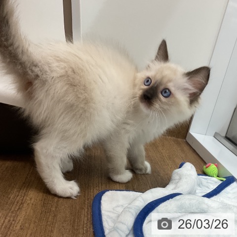 千葉県のラグドール (ペッツワン 千葉ニュータウン店/2026年1月23日生まれ/女の子/シールポイントミテッド)の子猫の3枚目の画像