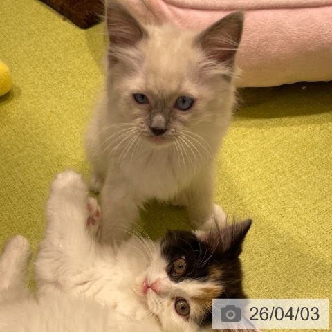 福岡県のラグドール (ペットプラス MARK IS 福岡ももち店/2026年1月23日生まれ/女の子/ブルーポイントミテッド)の子猫の4枚目の画像