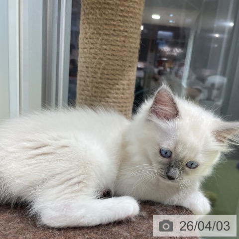 福岡県のラグドール (ペットプラス MARK IS 福岡ももち店/2026年1月23日生まれ/女の子/ブルーポイントミテッド)の子猫の3枚目の画像