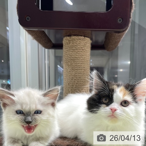 福岡県のラグドール (ペットプラス MARK IS 福岡ももち店/2026年1月23日生まれ/女の子/ブルーポイントミテッド)の子猫の4枚目の画像