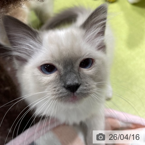福岡県のラグドール (ペットプラス MARK IS 福岡ももち店/2026年1月23日生まれ/女の子/ブルーポイントミテッド)の子猫の3枚目の画像