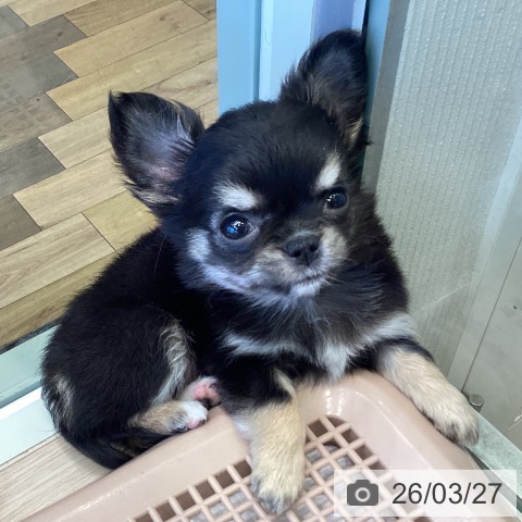千葉県のチワワ(ロング) (ペットプラス 幕張新都心店/2026年1月23日生まれ/女の子/ブラックタンホワイト)の子犬の3枚目の画像