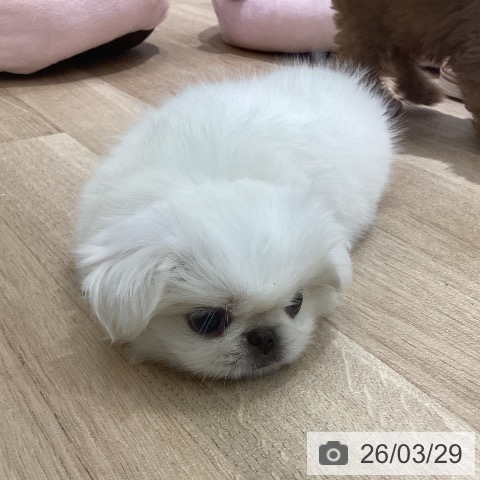 宮城県のペキニーズ (ペットプラス 仙台上杉店/2026年1月23日生まれ/女の子/クリーム)の子犬の4枚目の画像