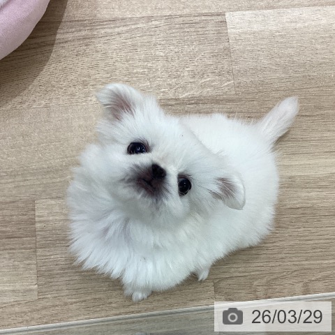 宮城県のペキニーズ (ペットプラス 仙台上杉店/2026年1月23日生まれ/女の子/クリーム)の子犬の3枚目の画像