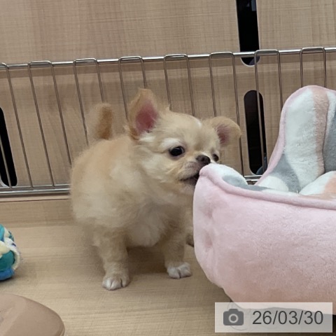 埼玉県のチワワ(ロング) (ペッツワン 浦和美園店/2026年1月24日生まれ/男の子/クリームホワイト)の子犬の4枚目の画像