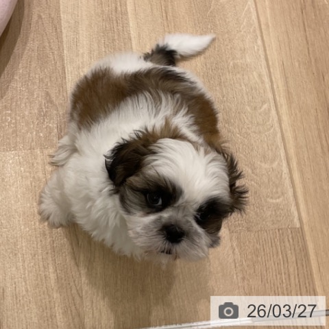 シー・ズーの写真