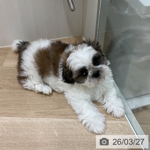 シー・ズーの写真