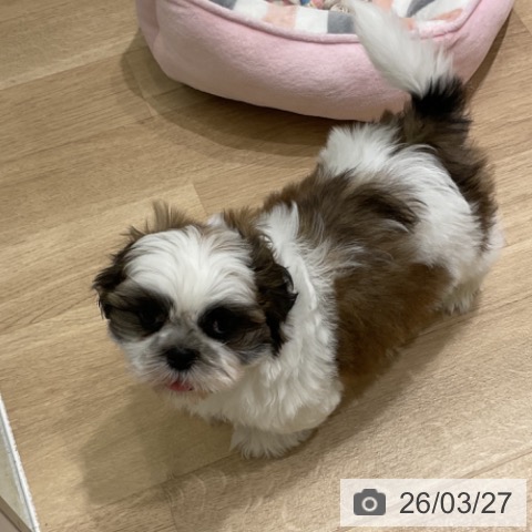 シー・ズーの写真