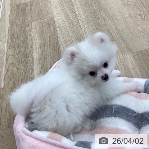 山梨県のポメラニアン (ペットプラス 甲府国母店/2026年1月17日生まれ/男の子/クリーム)の子犬の3枚目の画像