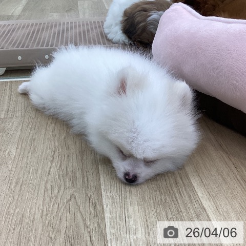 山梨県のポメラニアン (ペットプラス 甲府国母店/2026年1月17日生まれ/男の子/クリーム)の子犬の4枚目の画像