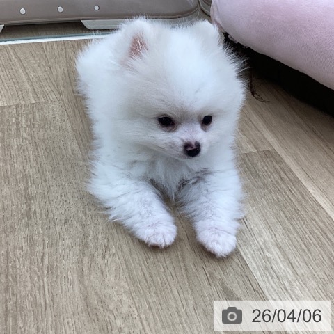 山梨県のポメラニアン (ペットプラス 甲府国母店/2026年1月17日生まれ/男の子/クリーム)の子犬の3枚目の画像