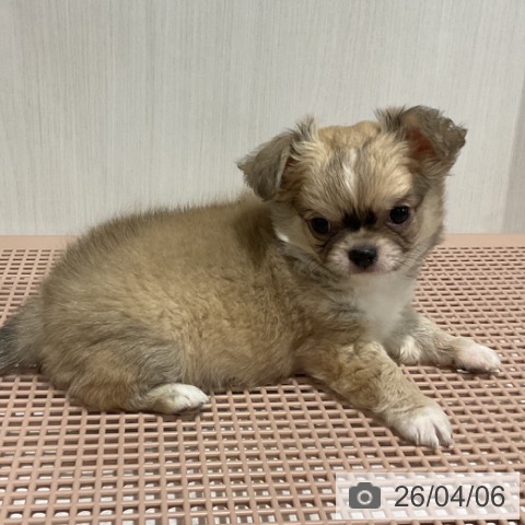 埼玉県のチワワ(ロング) (ペットプラス コクーンシティ店/2026年1月24日生まれ/男の子/フォーンホワイト)の子犬の3枚目の画像