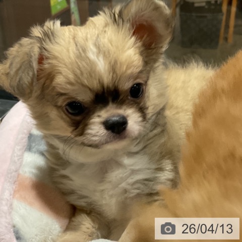 埼玉県のチワワ(ロング) (ペットプラス コクーンシティ店/2026年1月24日生まれ/男の子/フォーンホワイト)の子犬の3枚目の画像