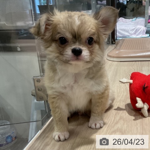 埼玉県のチワワ(ロング) (ペットプラス 与野店/2026年1月24日生まれ/男の子/フォーンホワイト)の子犬の3枚目の画像