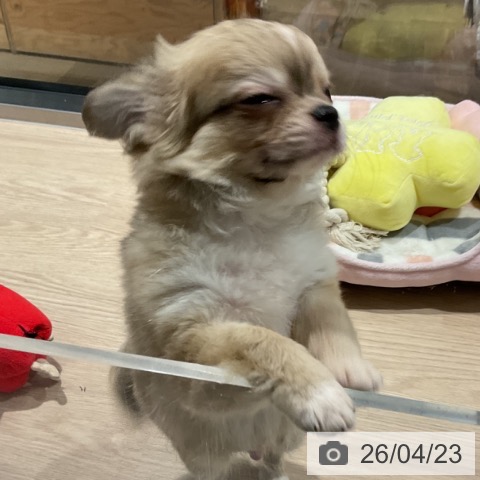 埼玉県のチワワ(ロング) (ペットプラス 与野店/2026年1月24日生まれ/男の子/フォーンホワイト)の子犬の3枚目の画像