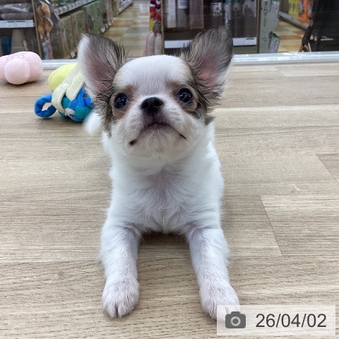 山梨県のチワワ(ロング) (ペットプラス 甲府国母店/2026年1月24日生まれ/男の子/ホワイトレッド)の子犬の4枚目の画像