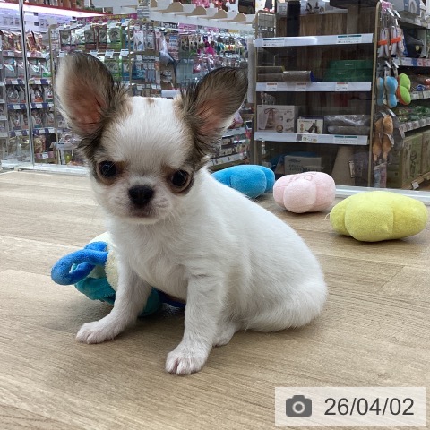 山梨県のチワワ(ロング) (ペットプラス 甲府国母店/2026年1月24日生まれ/男の子/ホワイトレッド)の子犬の3枚目の画像