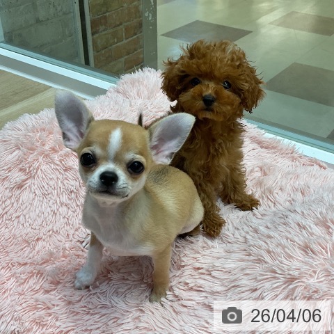 埼玉県のチワワ(ロング) (ペットプラス ららぽーと新三郷店/2026年1月14日生まれ/男の子/レッドホワイト)の子犬の4枚目の画像