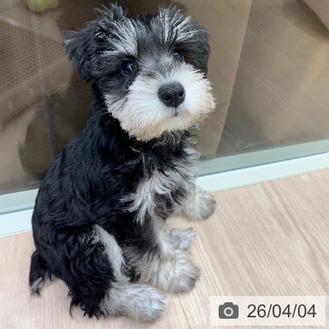 千葉県のミニチュアシュナウザー (ペットプラス 幕張新都心店/2026年1月23日生まれ/女の子/ブラックシルバー)の子犬の3枚目の画像