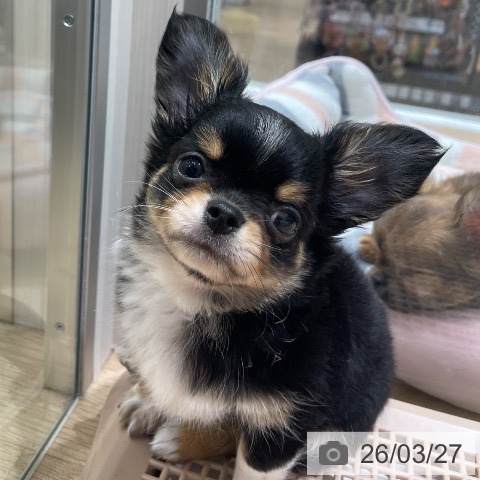 長野県のチワワ(ロング) (ペットプラス 須坂店/2026年1月19日生まれ/男の子/ブラックタンホワイト)の子犬の4枚目の画像