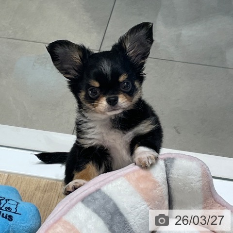 長野県のチワワ(ロング) (ペットプラス 須坂店/2026年1月19日生まれ/男の子/ブラックタンホワイト)の子犬の3枚目の画像