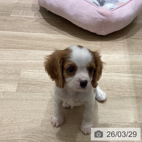 宮城県のキャバリアキングチャールズスパニエル (ペットプラス 仙台上杉店/2026年1月24日生まれ/男の子/ブレンハイム)の子犬の4枚目の画像
