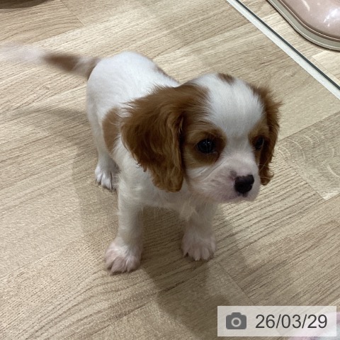 宮城県のキャバリアキングチャールズスパニエル (ペットプラス 名取店/2026年1月24日生まれ/男の子/ブレンハイム)の子犬の4枚目の画像