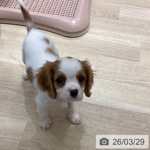 宮城県のキャバリアキングチャールズスパニエル (ペットプラス 仙台上杉店/2026年1月24日生まれ/男の子/ブレンハイム)の子犬の3枚目の画像