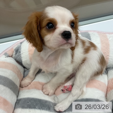 キャバリア・キングチャールズ・スパニエルの写真