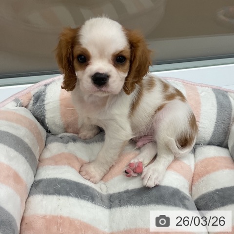 千葉県のキャバリアキングチャールズスパニエル (ペットプラス 木更津店/2026年1月24日生まれ/男の子/ブレンハイム)の子犬の4枚目の画像