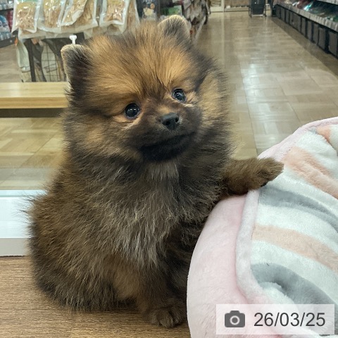 ポメラニアンの写真