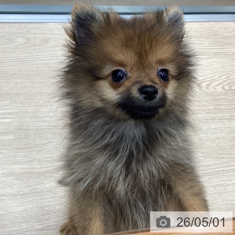 千葉県のポメラニアン (ペットプラス 柏店/2026年1月24日生まれ/女の子/オレンジ)の子犬の4枚目の画像