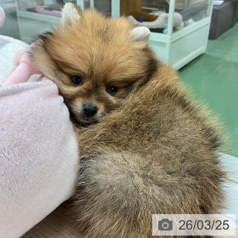 ポメラニアンの写真