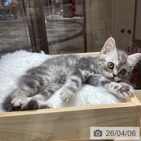 千葉県のスコティッシュフォールド (ペットプラス 船橋店/2026年1月23日生まれ/男の子/ブルータビー)の子猫の4枚目の画像