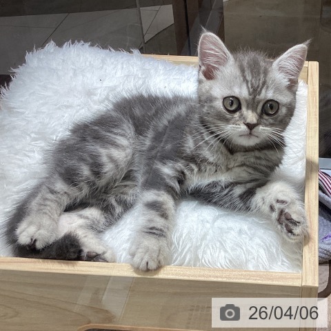 千葉県のスコティッシュフォールド (ペットプラス 船橋店/2026年1月23日生まれ/男の子/ブルータビー)の子猫の3枚目の画像