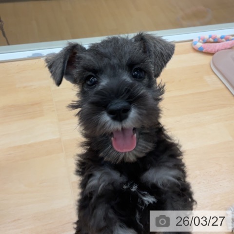 ミニチュア・シュナウザーの写真