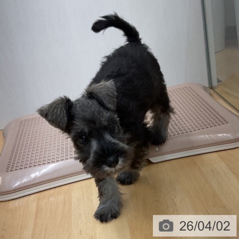 埼玉県のミニチュアシュナウザー (ペットプラス 浦和美園店/2026年1月20日生まれ/男の子/ソルトペッパー)の子犬の3枚目の画像