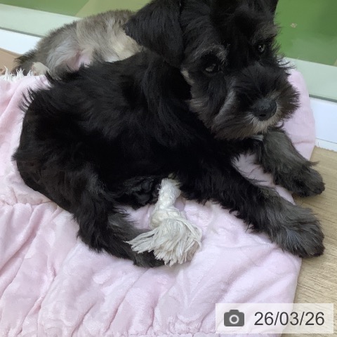 ミニチュア・シュナウザーの写真